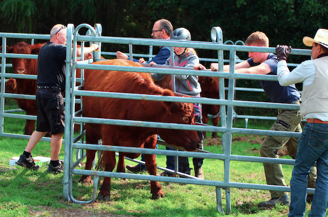 Team-Building in Aktion bei der Rinderarbeit